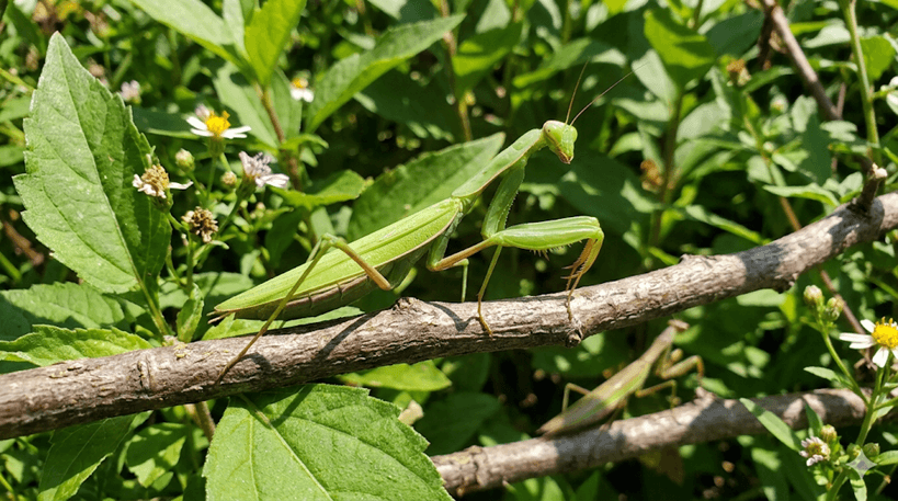 Praying Mantis
